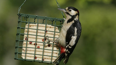 How To Make A Recycled Birdfeeder