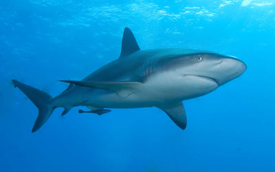 Shark Themed Clothing For Children Who Love The Sea