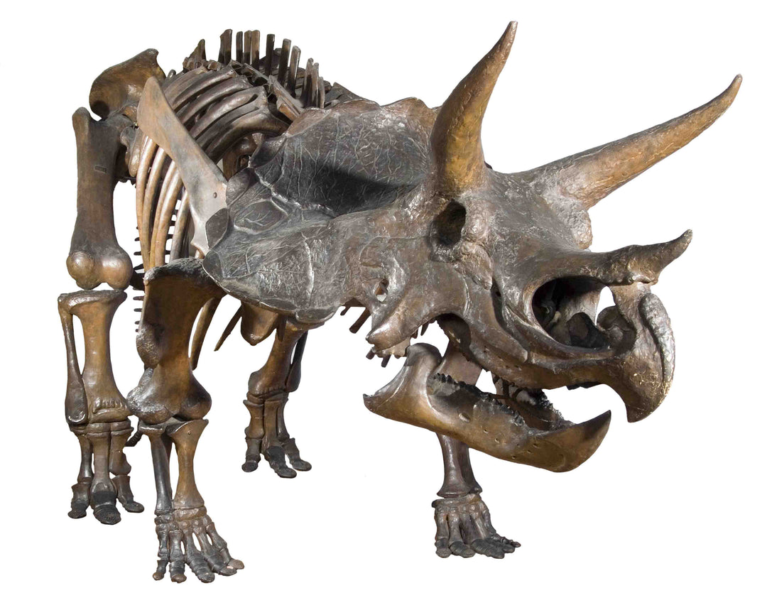 Projector Torch - Natural History Museum Dinosaurs