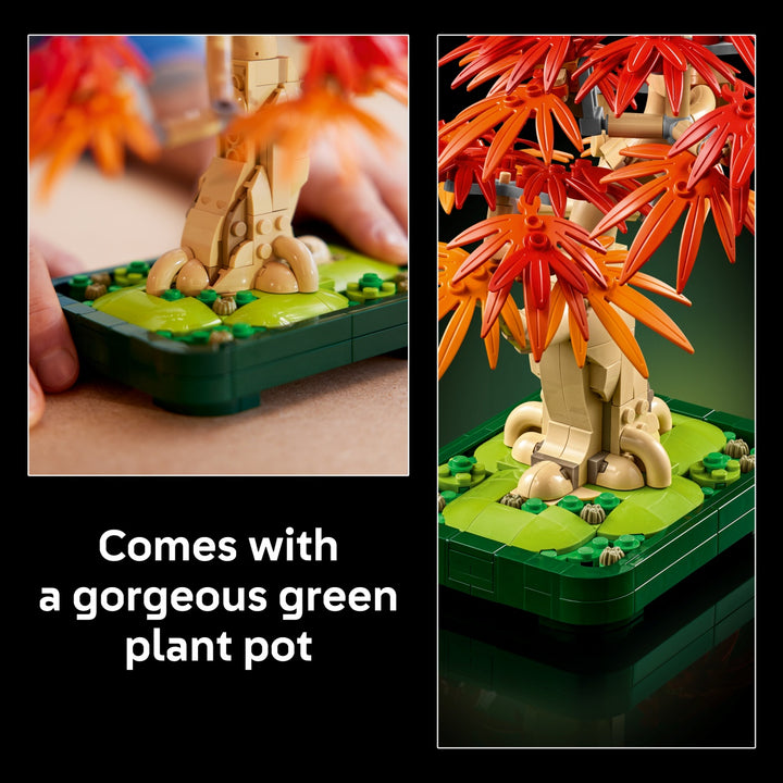 Botanicals - Japanese Red Maple Bonsai Tree