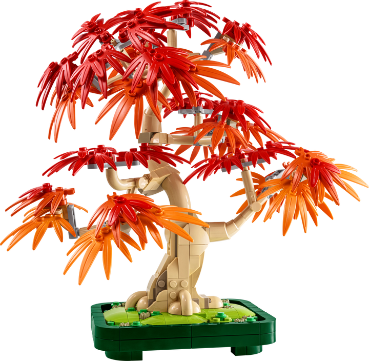 Botanicals - Japanese Red Maple Bonsai Tree